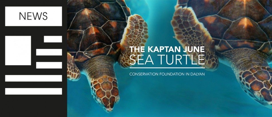 Turtles Need Websites Too